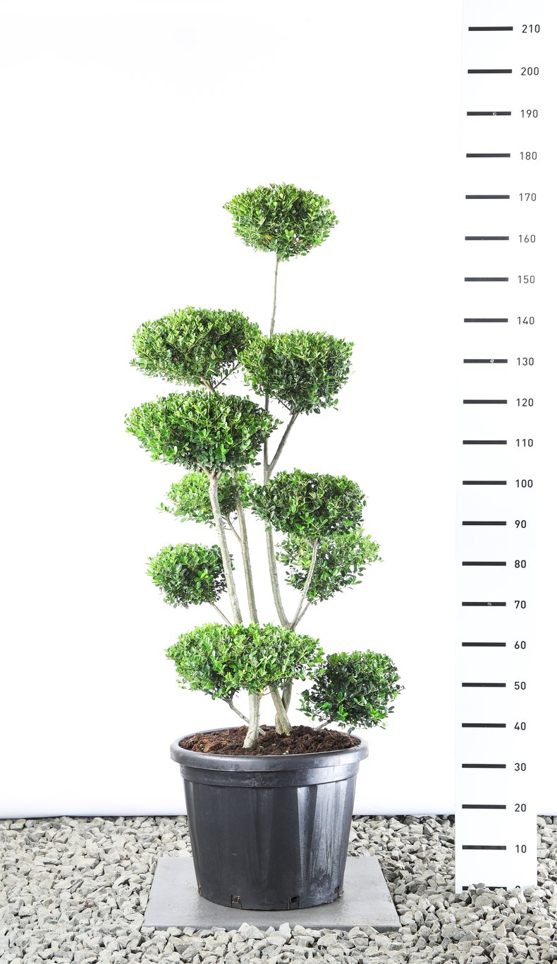 Ilex crenata 'Green Hedge' - 120-140 CM Multiplateau EXTRA iin Cont.